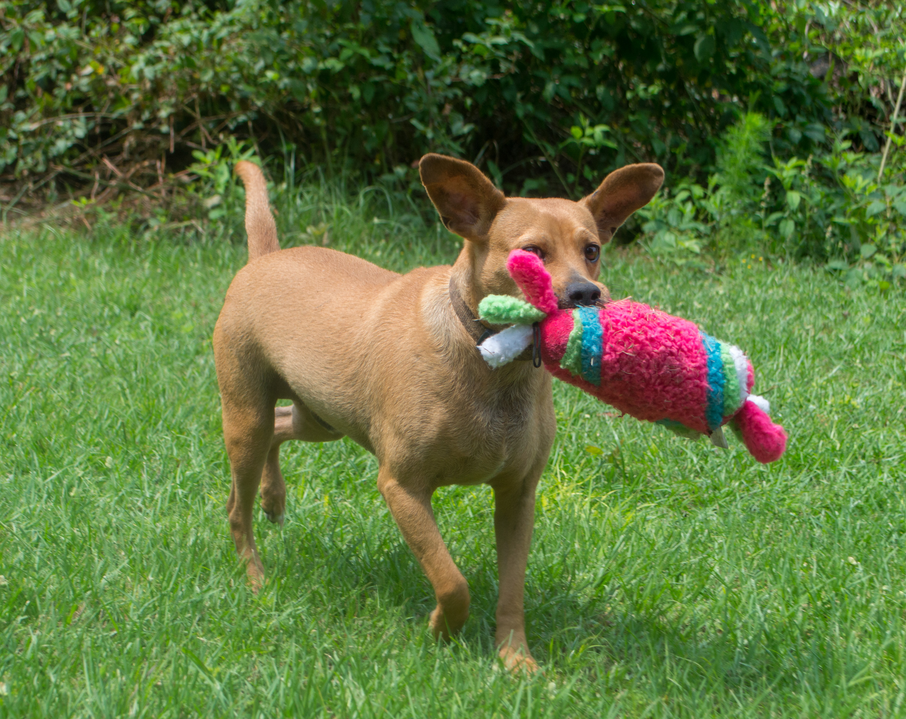 Pets For Adoption At Best Friends Furever In Humble Tx Petfinder