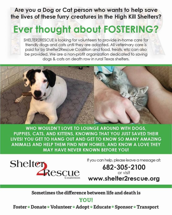 Foster homes needed