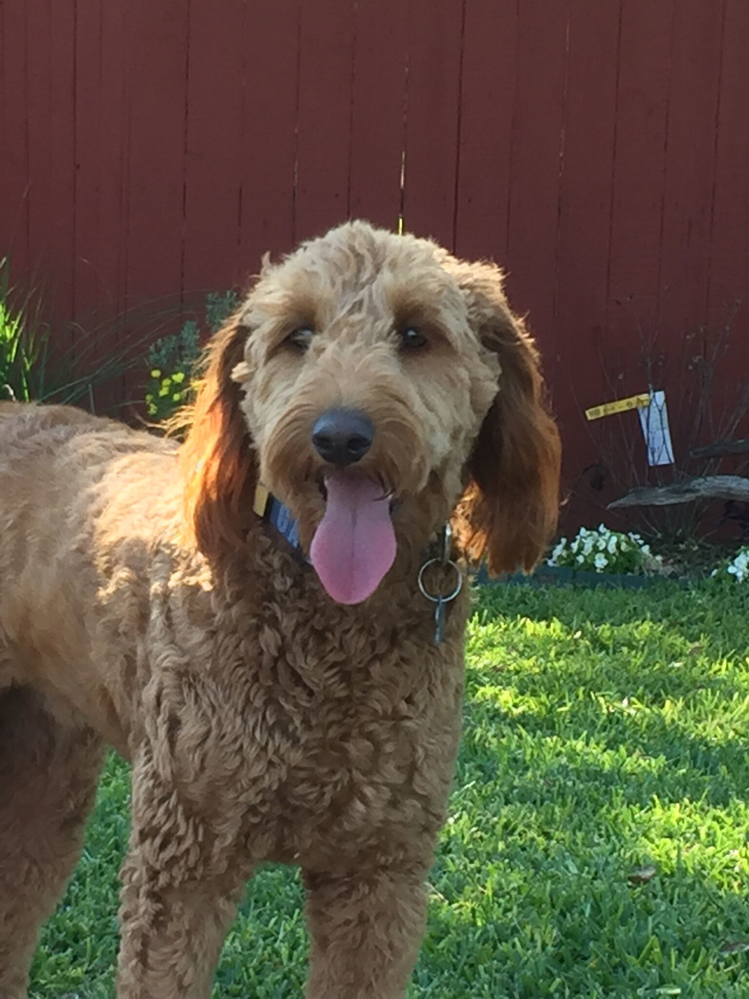 rehoming labradoodle