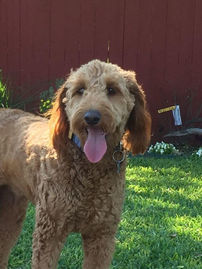 Golden doodle hot sale rescue