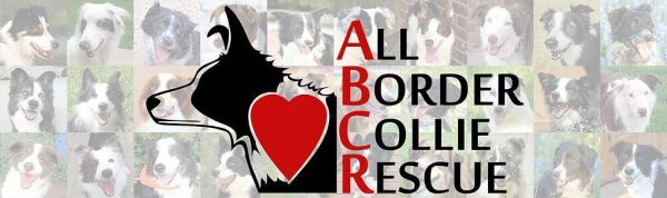All Border Collie Rescue