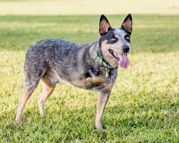 Texas sales heeler rescue