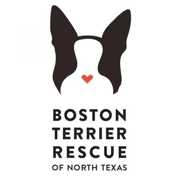 Boston Terrier Rescue of North Texas