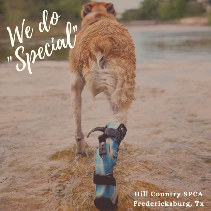 Hill country store spca adoptable dogs