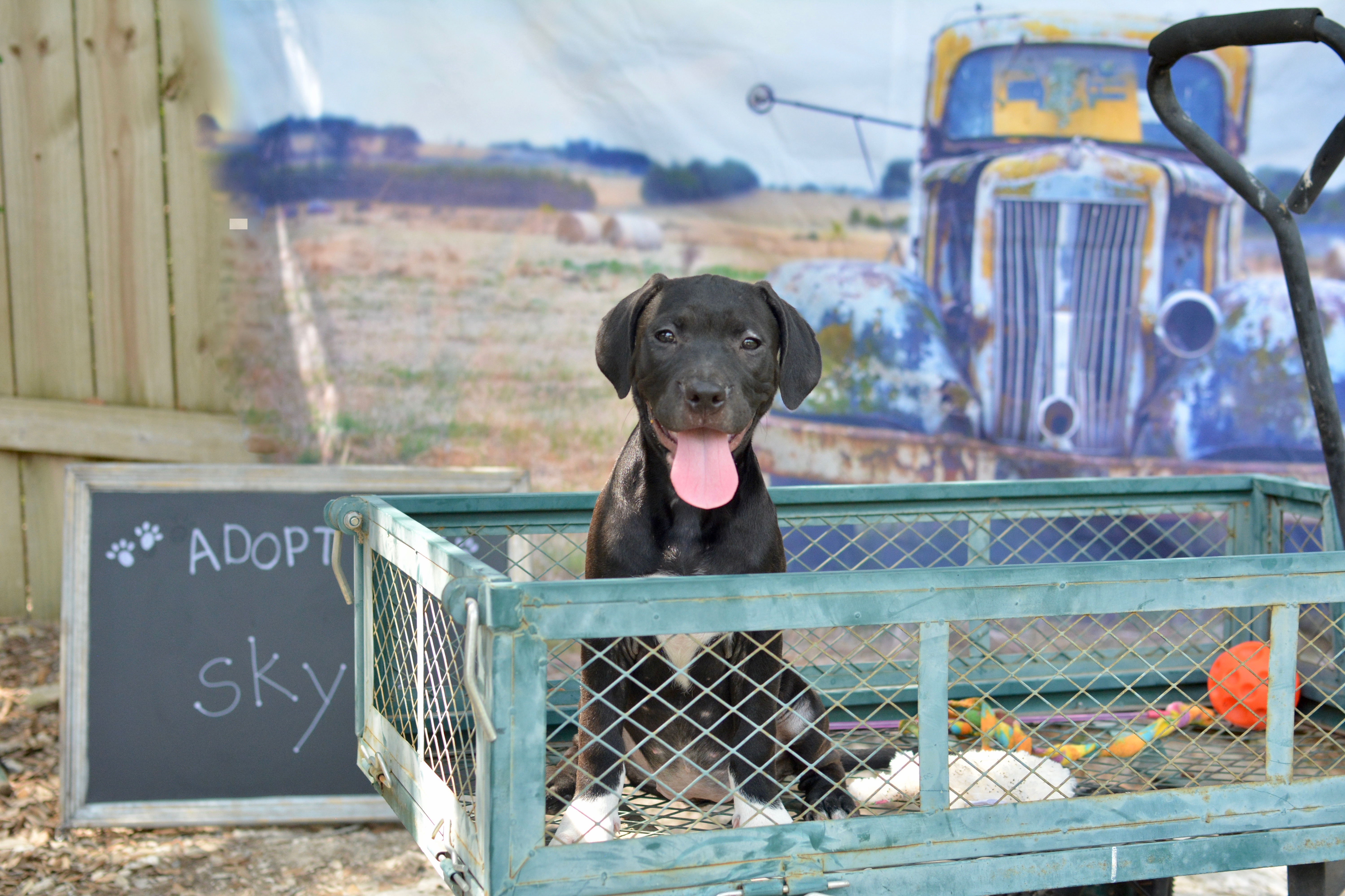 Lifelong Friends Pet Adoptions