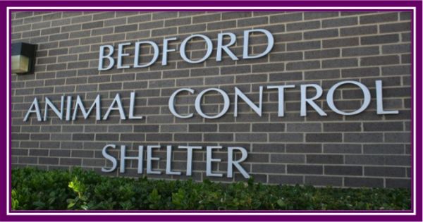 Bedford Animal Control