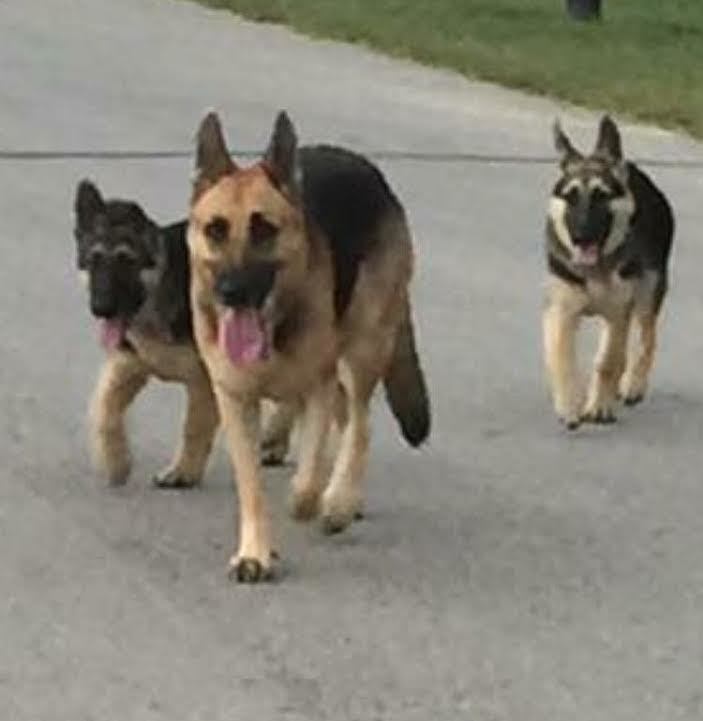 Adopt a German Shepherd near Dallas, TX