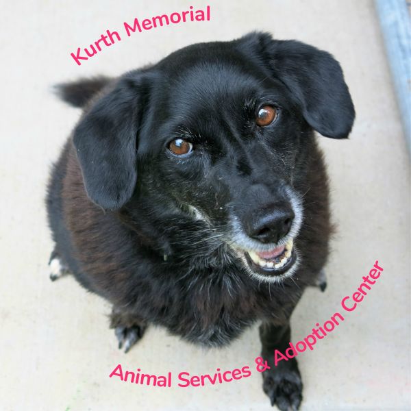 Kurth Memorial Animal Services & Adoption Center