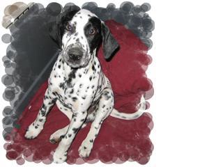 Recycled Canines Dalmatian Rescue