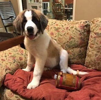 Saint Bernard Rescue Foundation Inc. (TX Chapter)