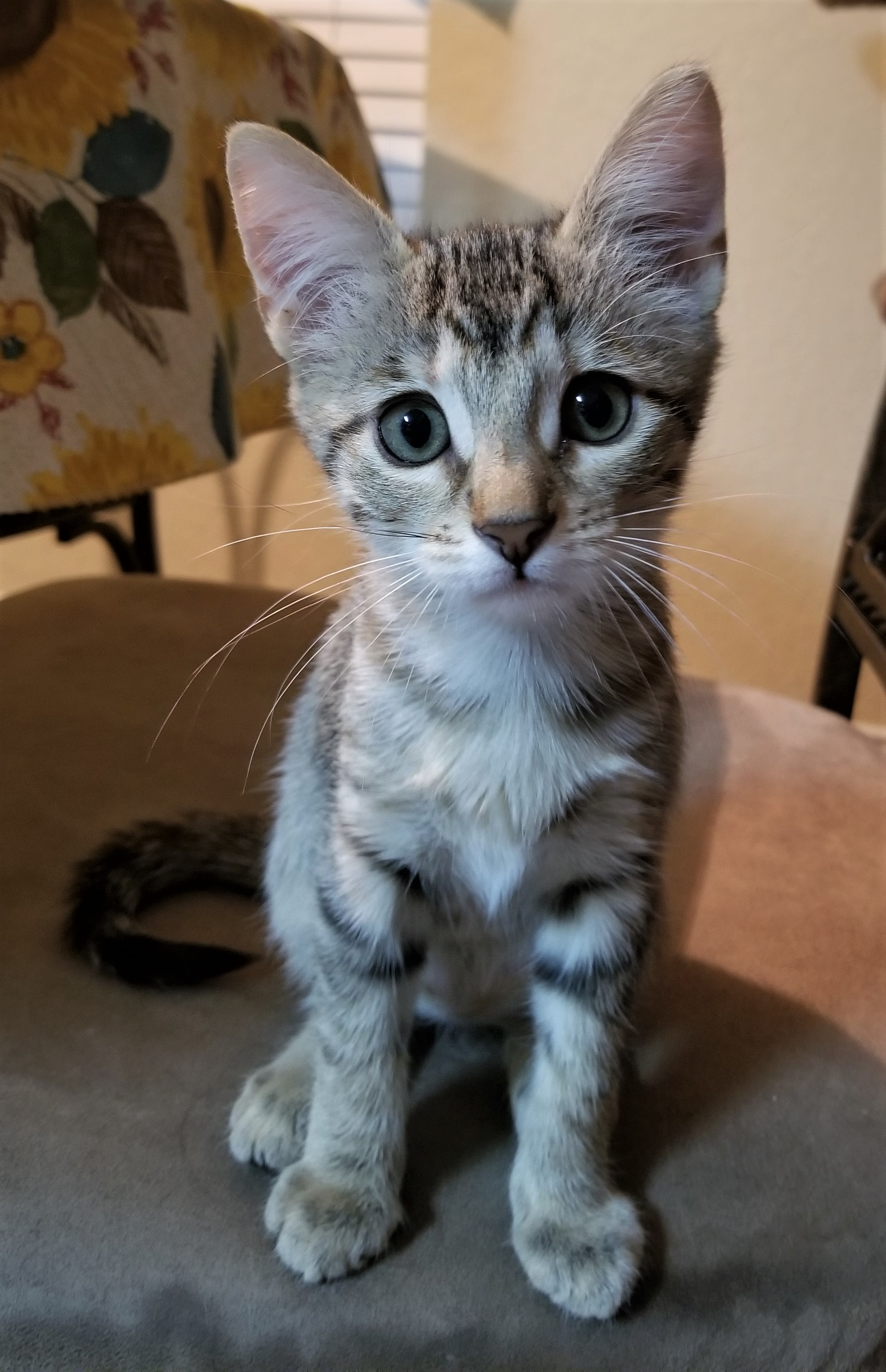 Animal Rescue Connections