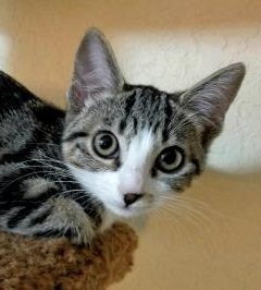 Animal Rescue Connections