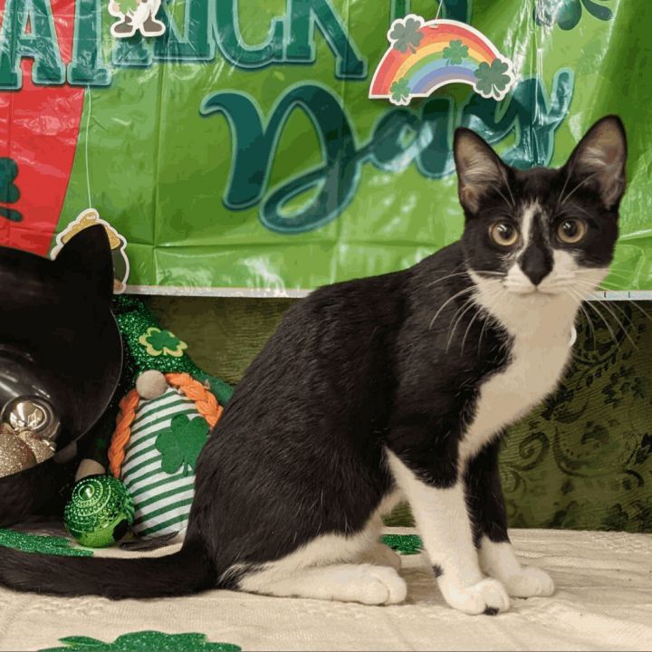 Pets for Adoption at SPCA of Brazoria County, in Lake Jackson, TX