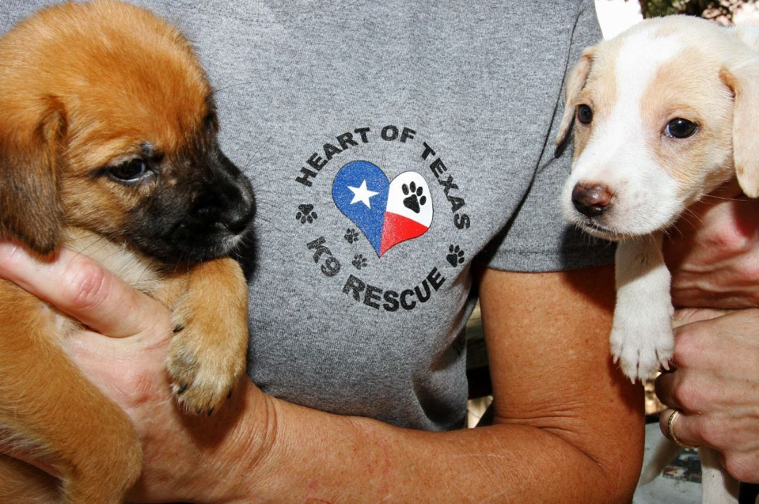 Pets for Adoption at Heart of Texas SPCA, in San Antonio ...