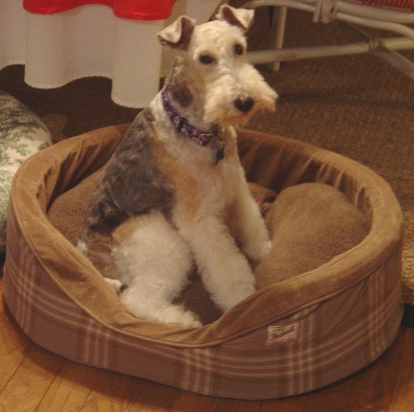 American fox terrier hot sale rescue