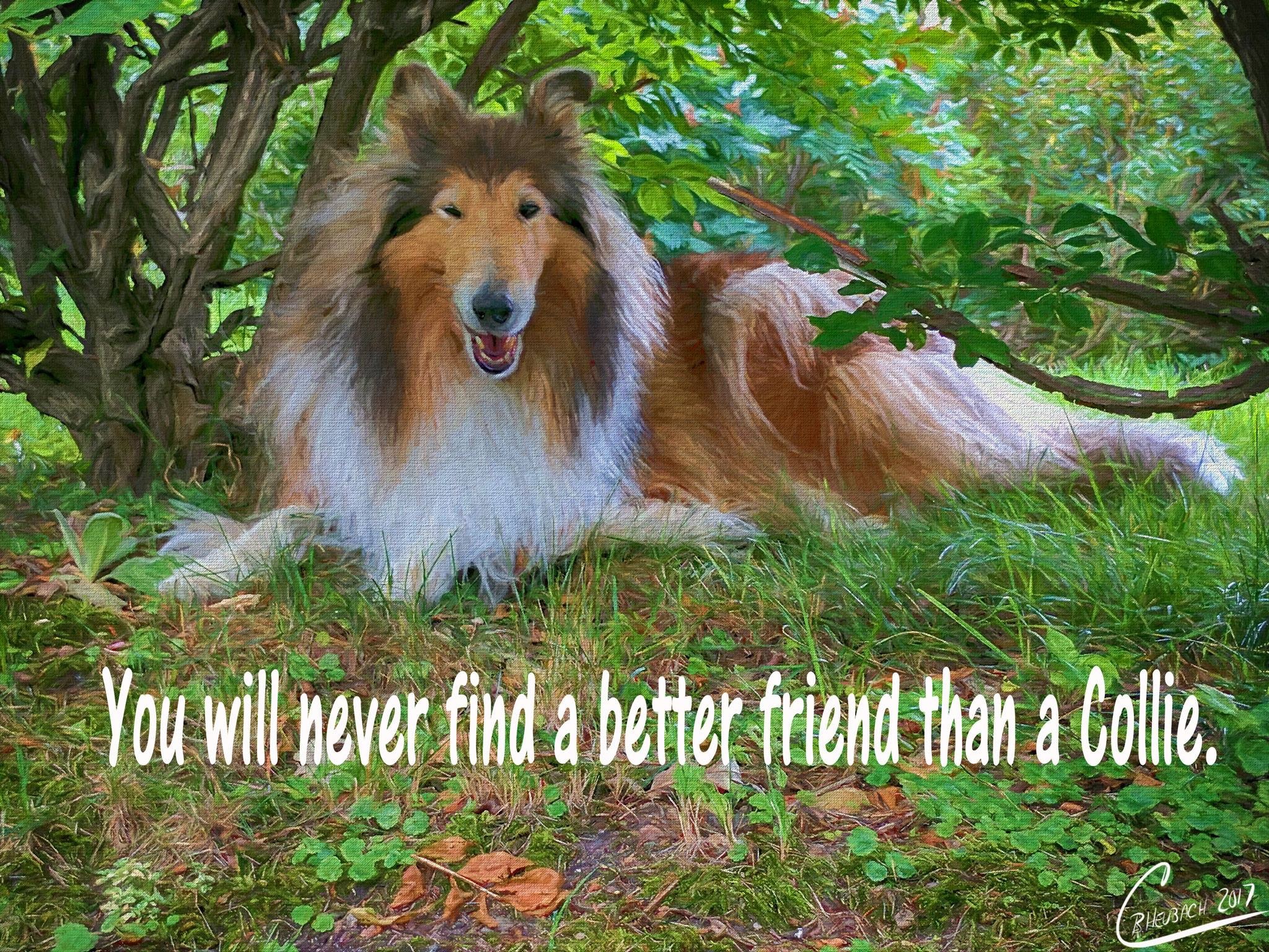 Rough collie best sale adoption near me