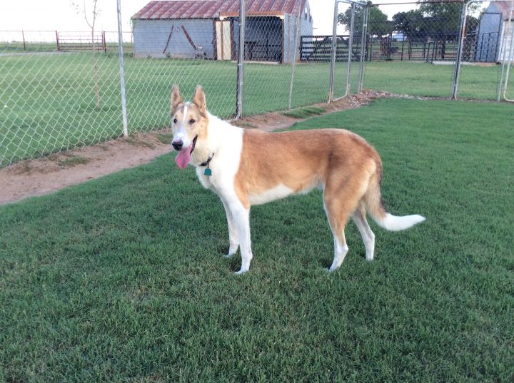A sable and white smooth collie