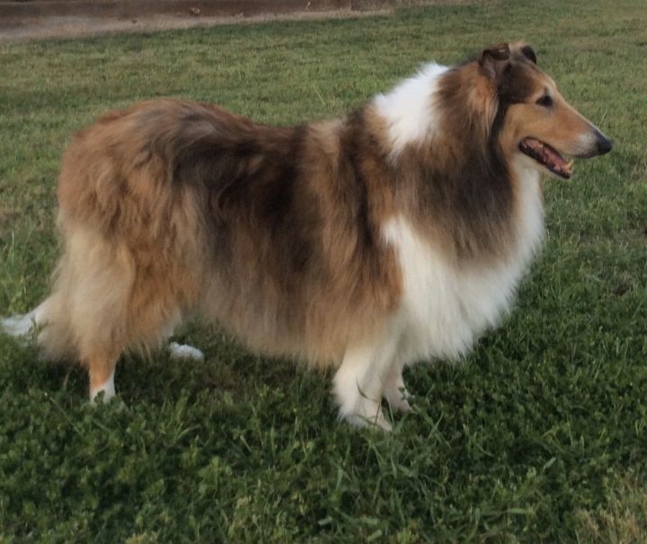 A sable and white rough collie