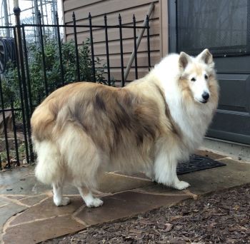 A sable merle rough collie