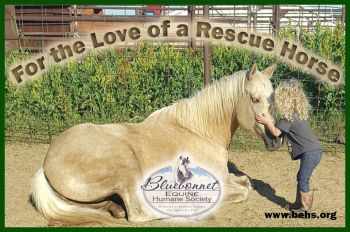 For the love of a rescue horse..