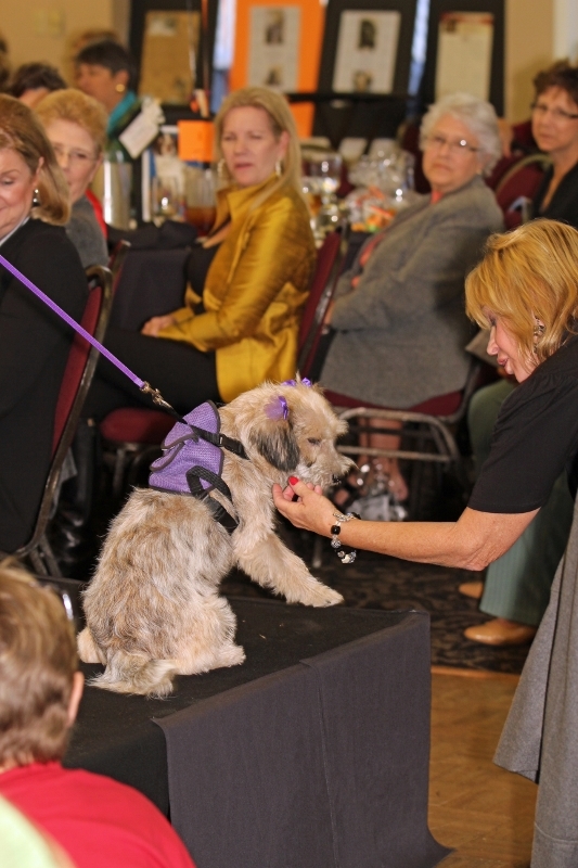 SPCA PETS SNAP of Montgomery County Texas