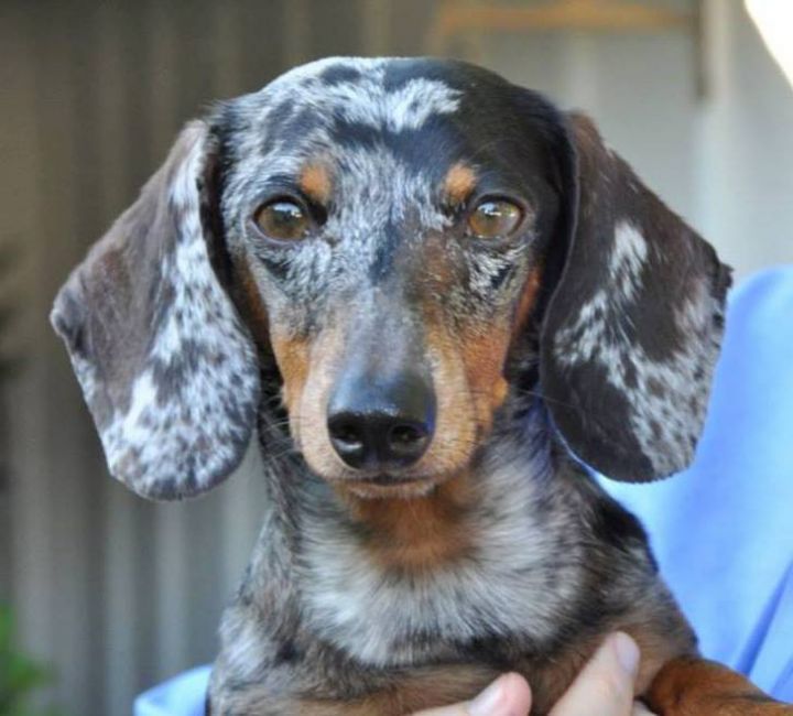 Dachshund store breeders dfw