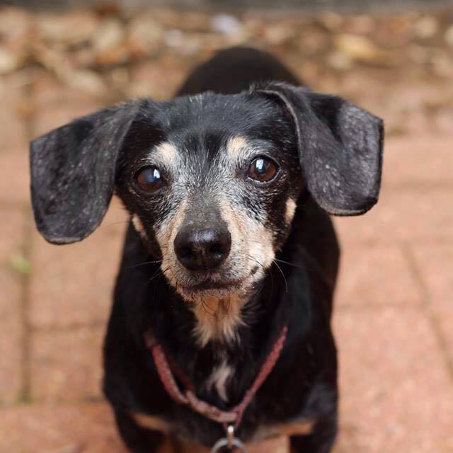 Dachshund Lovers of Texas