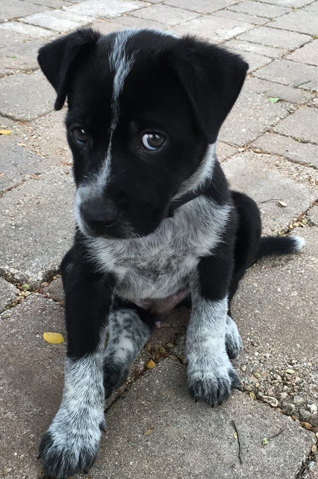 Puppy store adoption center