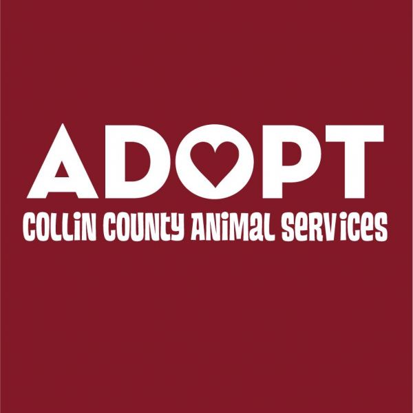 Collin County Animal Services