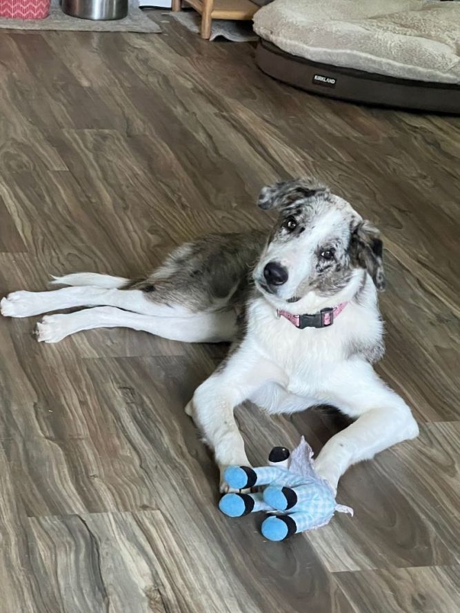 Yellow Dog Rescue Ranch