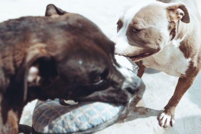 Moab City Animal Shelter