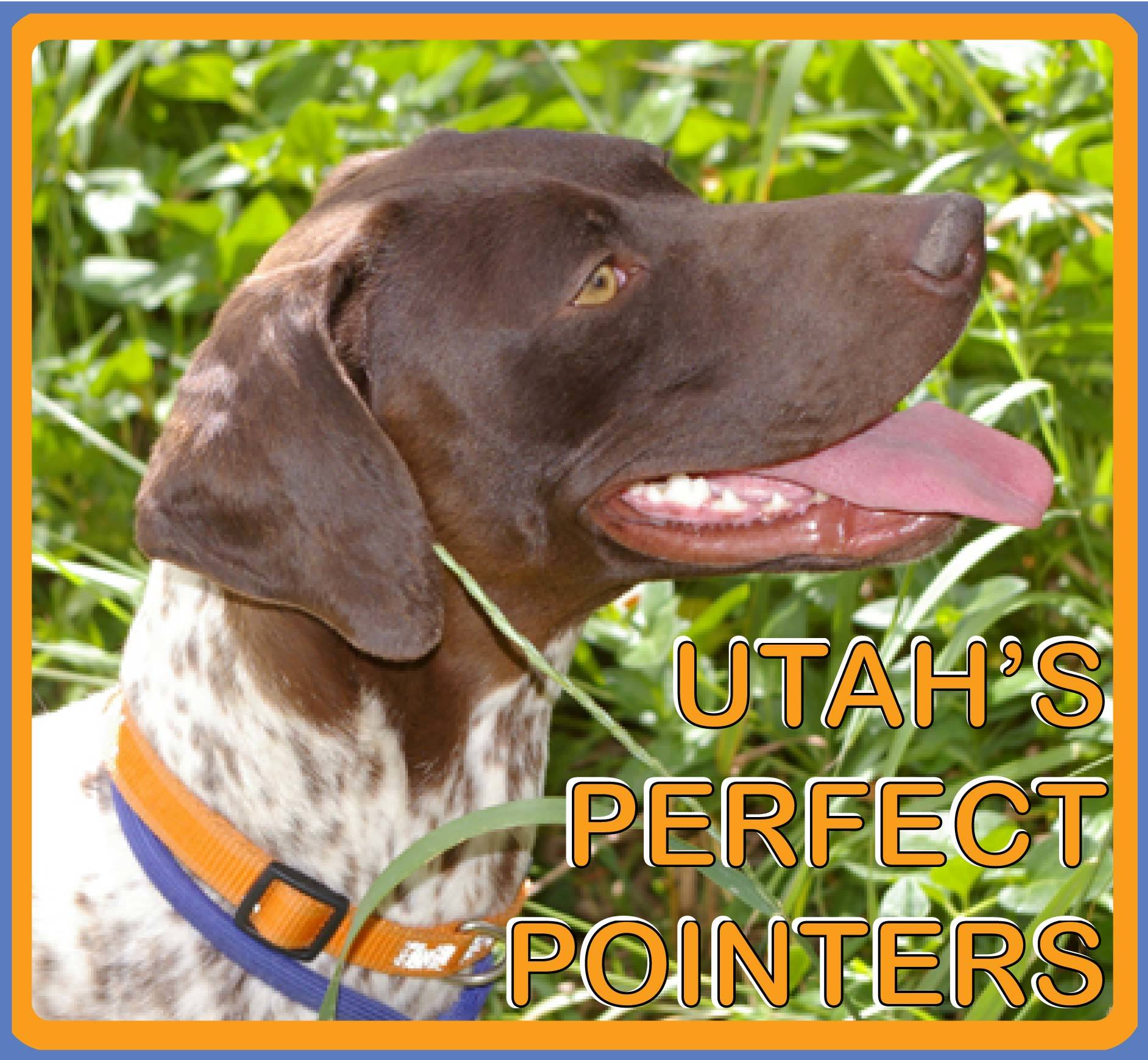 Pets for Adoption at Utah's Perfect Pointers, in Salt Lake ...