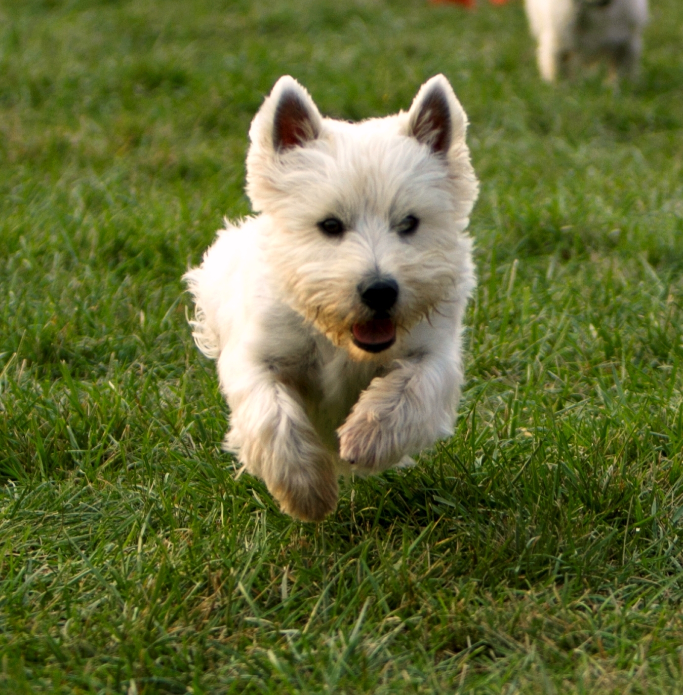 Rehome west sale highland terrier