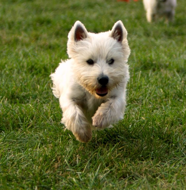 Westie for store adoption near me