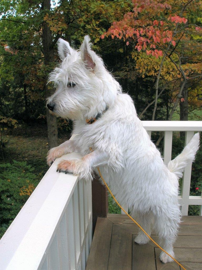 west highland terrier rehoming