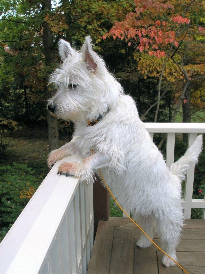 On the look out for Homeless Westies