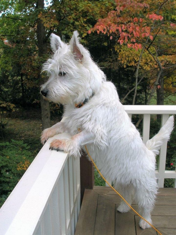 White hot sale terrier adoption