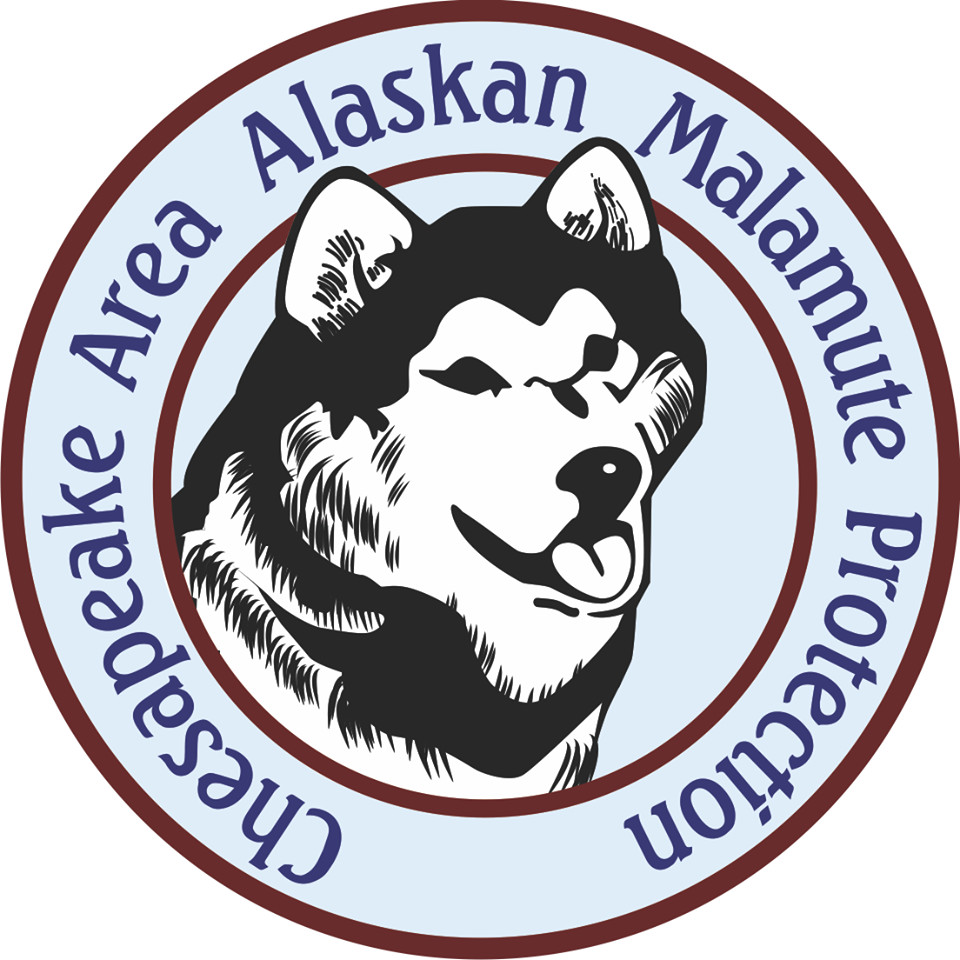 Gloucester, VA - Alaskan Malamute. Meet Tucker a Pet for Adoption 