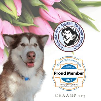 Gloucester, VA - Alaskan Malamute. Meet Tucker a Pet for Adoption 