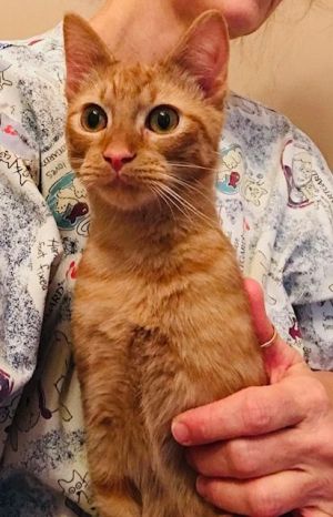 AdvoCats