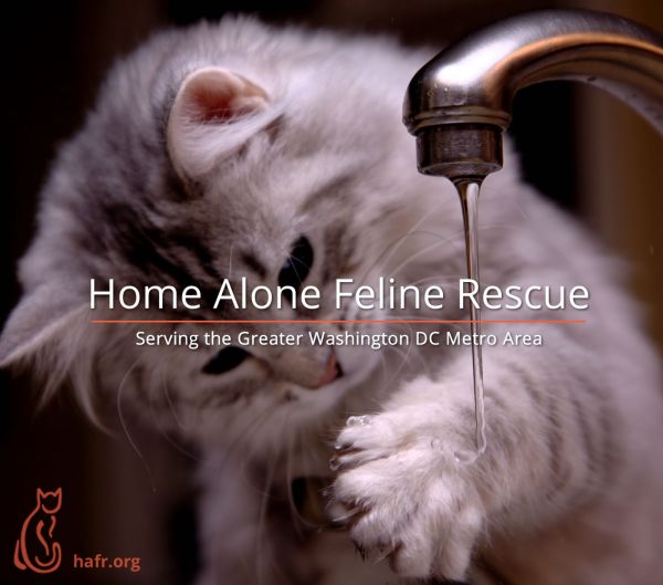 Home Alone Feline Rescue