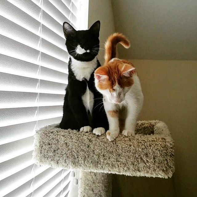 Panda & Haze - our two blind kittens (now adopted)