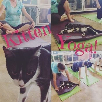 Join us for Kitten Yoga - each month!