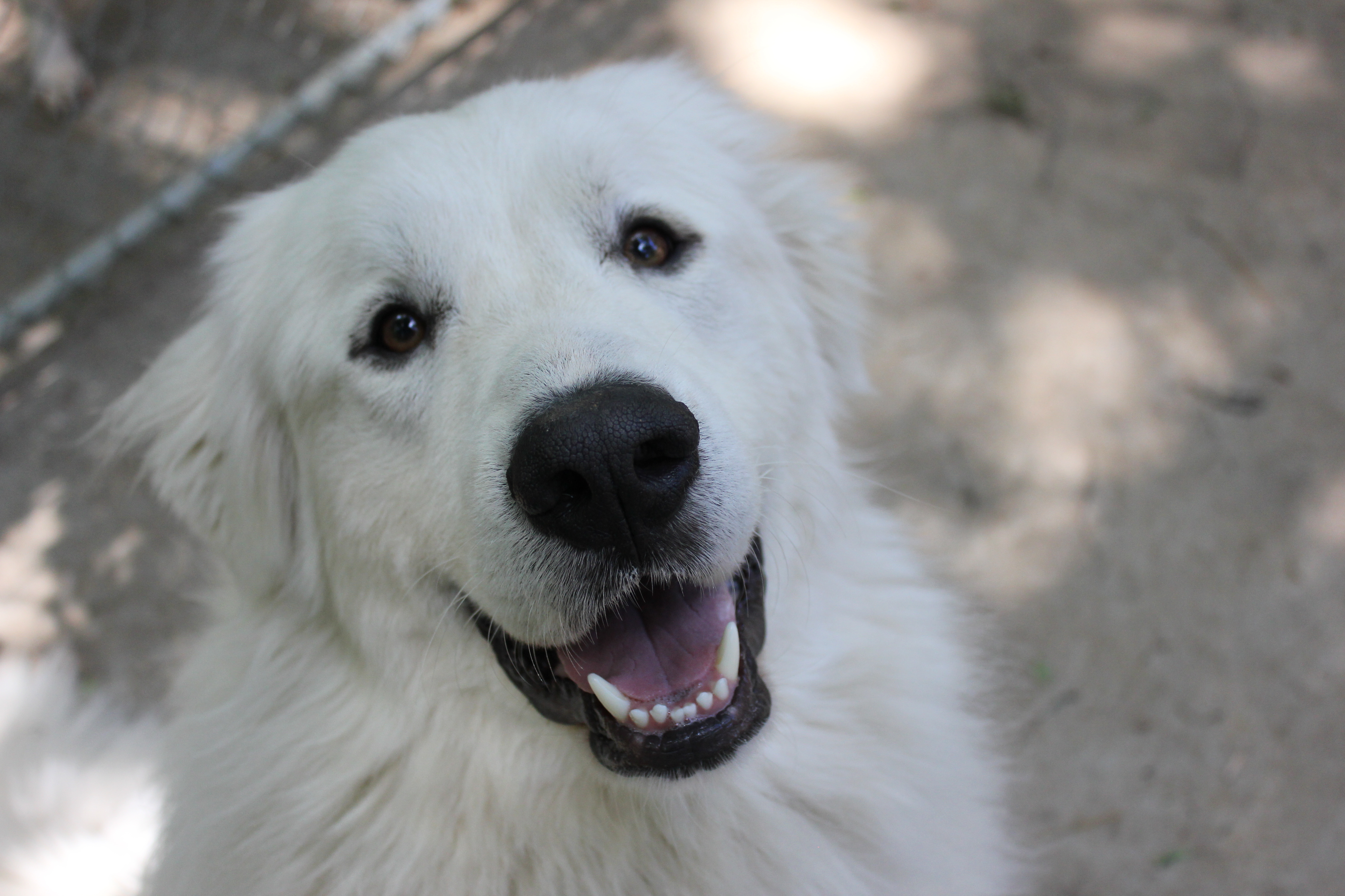 Pets for Adoption at Appalachian Great Pyrenees Rescue, in Richmond, VA