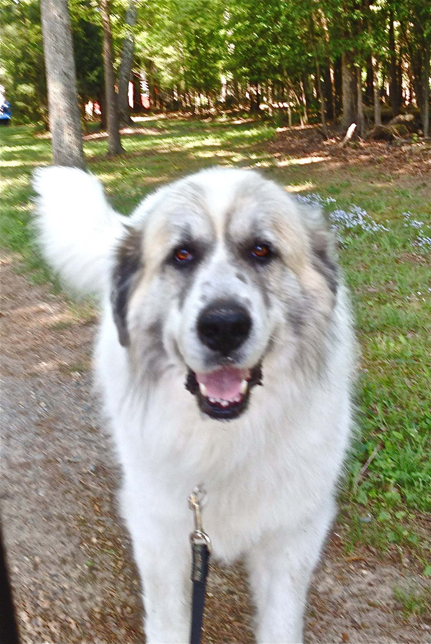 Gray 2024 great pyrenees