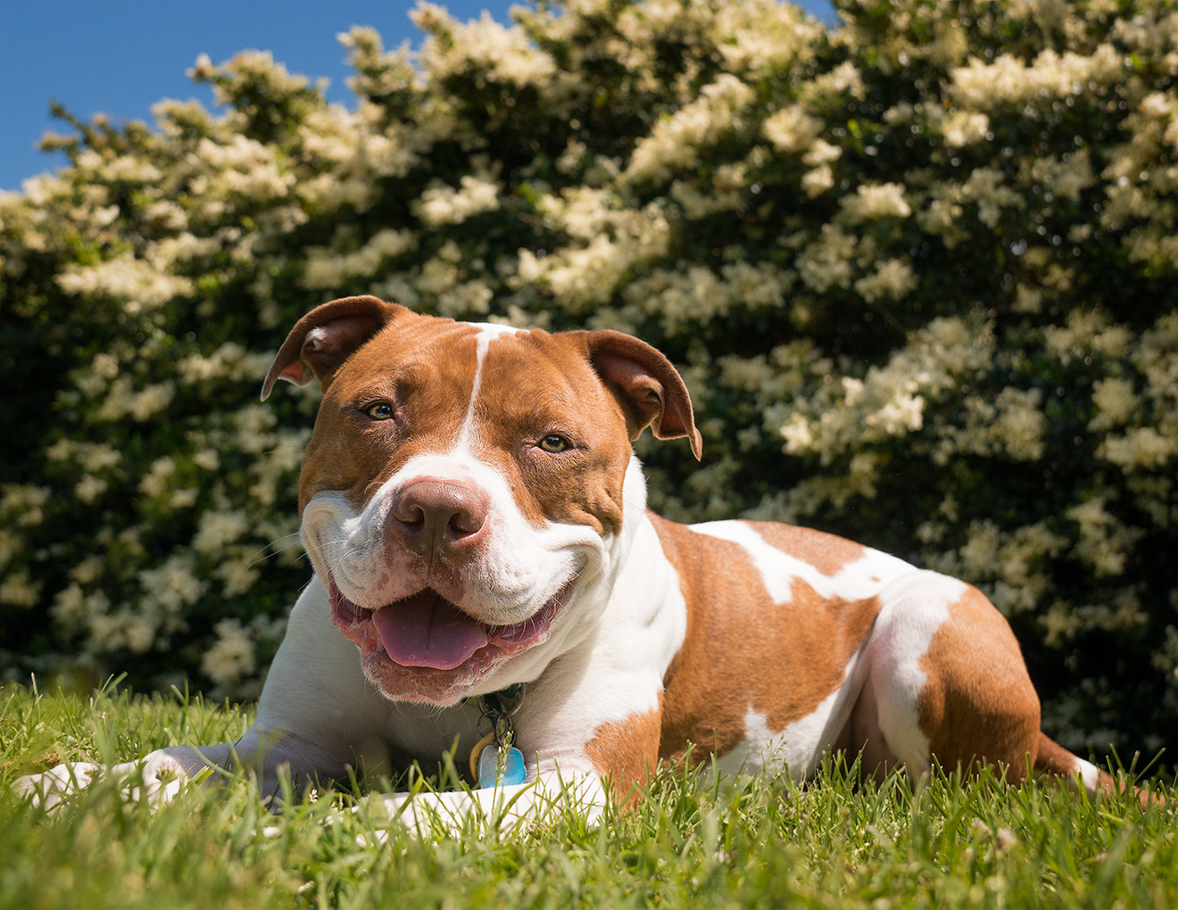 Norfolk Animal Care Center