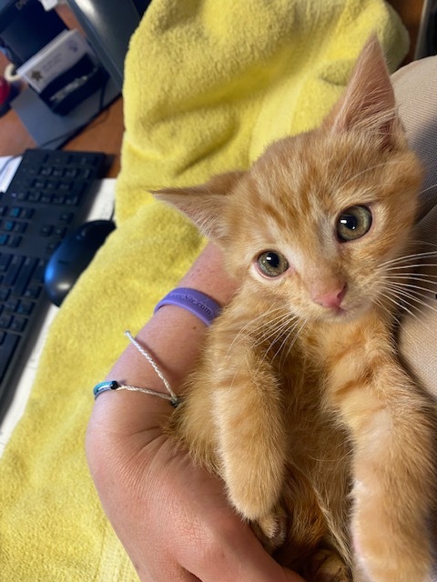 New Kent Animal Protection Shelter