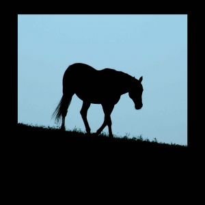 Blue Horse Mukwa Equine Retirement and Rescue Center