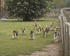 Beagles to the Rescue