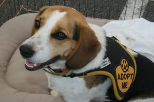 Adopt a BTTR Beagle